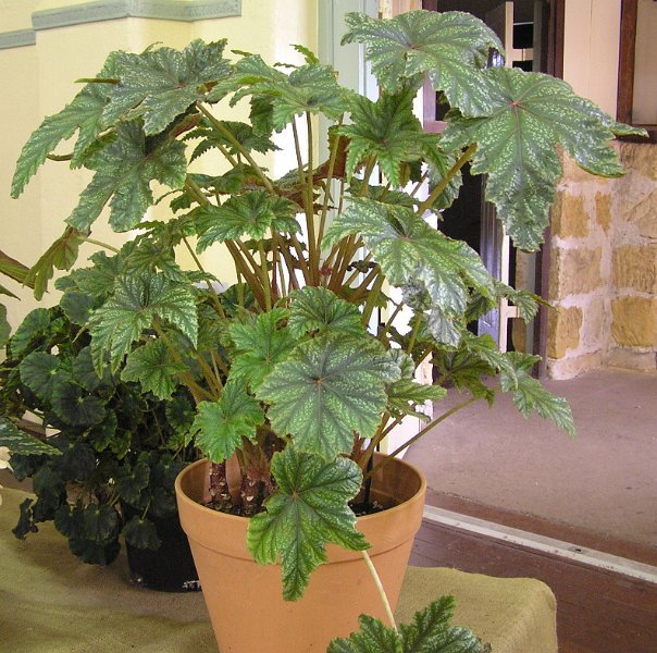 B. ‘Rebecca’